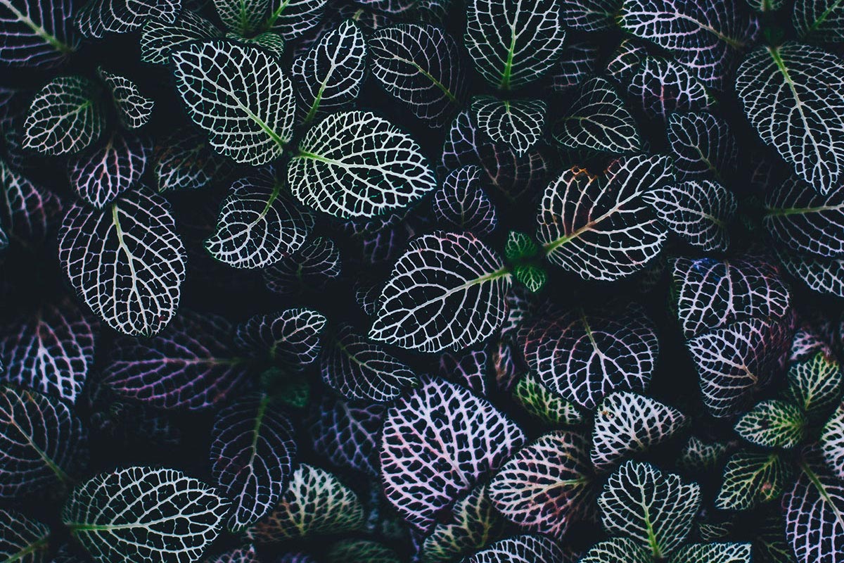 annie spratt 199471 unsplash - 2025
